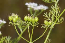 Image result for Diplolophium africanum