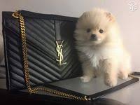Merveilleuse Femelle Creme Spitz Nain Pomeranien Disponible Prochainement Spitzpomeranian Com 33647023125 Whatsa Chiot Pomeranien Chien Nain Chien Spitz Nain