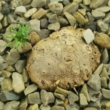 Image result for Eriospermum roseum