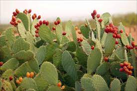 The fruit looks like a pear with prickles on it. So What S The Deal With Prickly Pear Iconic Cocktail
