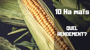 Film grain overlays are a great way to give digital footage a vintage look. Agriculture Au Cameroun Rendement De 10 Ha De Mais Youtube