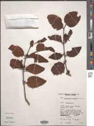 Image result for Tapinanthus dependens