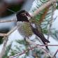 Wildlands Conservancy - Winter Birding Walk event in Easton, PA