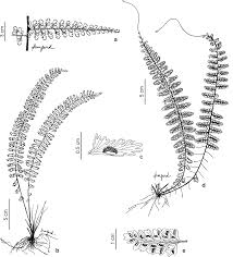 Image result for Asplenium inaequilaterale