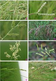 Image result for Paspalum scrobiculatum