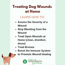 Try removing any dirt (dust, dirt, by), because this will prevent any types of bacteria from penetrating into your pet's organism. How To Treat Dog Wounds Stop Bleeding Natural Home Remedies