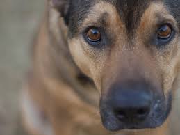 Maybe you would like to learn more about one of these? Signs Your Dog Is Depressed According To An Expert