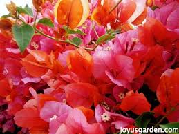 I saw them at home depot here in eugene in the spring and was surprised but they were gorgeous at the time (having just come out of a greenhouse somewhere i'm sure). Bougainvillea Secrets Sharing All I Know About This Colorful Plant