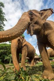 South Africa Zoo Medicine Loop Abroad Veterinary Service And Study Abroad