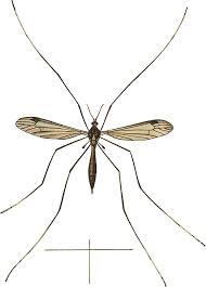 Image result for Dolichopentas