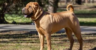 Check spelling or type a new query. Hukum Memlihara Anjing Dalam Agama Islam Popmama Com