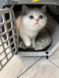 Appena arrivato a casa, vi presento il piccolo Cloud, una nuvoletta di  dolcezza infinita! ❤️❤️❤️Grazie a tutti per i consigli sul nome e  l'affetto! 🥰😘 gattino #cats