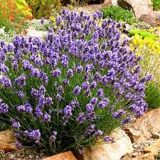Your Ultimate Guide To Planting And Growing Aromatic Lavender Sunset Water Wise Plants High Country Gardens Plants