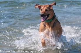 Check spelling or type a new query. Pet Emergency Specialty Center Of South County Home Facebook