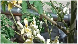 Image result for Moringaceae