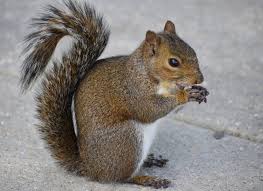 Learn how to get rid of squirrels and keep them away. How To Get Rid Of Squirrels In The Walls Squirrelcontrol Ca