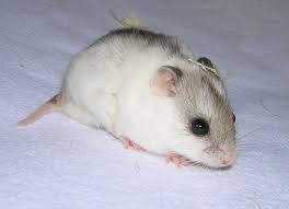 RÃ©sultats de recherche d'images pour Â«Â hamster nainÂ Â»