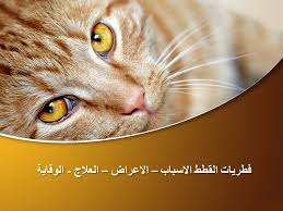 رؤية القطط للمرأة عموماً تدل على الولد أو السارق أو الجني، فرؤية القطط ومن رأت أن زوجها تحول إلى قطة فهو يسرق أو يتلصص، أما رؤية إطعام القطة في المنام فتدل. Ù…Ù„Ù ÙƒØ§Ù…Ù„ ÙØ·Ø±ÙŠØ§Øª Ø§Ù„Ù‚Ø·Ø· Ø§Ù„Ø§Ø³Ø¨Ø§Ø¨ Ù‚Ø·Ø· Ù„Ù„ØªØ¨Ù†ÙŠ ÙÙ‚Ø· Ù…ØµØ± Facebook