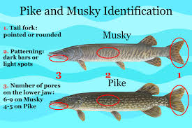 Muskie Vs Pike All You Need To Know