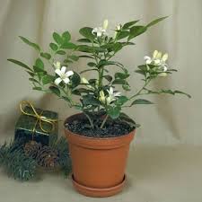 We did not find results for: Jual Murraya Paniculata Tanaman Hias Bunga Kemuning Kab Bogor Grosir Tanaman Hias Tokopedia