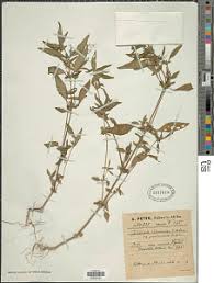 Image result for Justicia heterocarpa