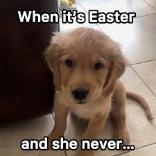 Chad the golden retriever