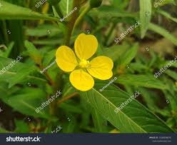 Image result for Ludwigia octovalvis