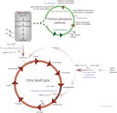 Thiamine Biochemistry