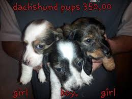 We are located in craig, colorado and that is where you need to. Dachshund Puppies For Sale In Delta Colorado Classified Americanlisted Com