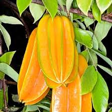 The tree that bears the carambola. Averrhoa Carambola Monaco Nature Encyclopedia