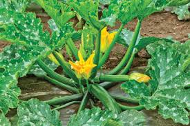 Check spelling or type a new query. How To Cook With Zucchini Blossoms Cook S Illustrated