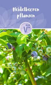 Die Richtigen Bedingungen Fur Heidelbeeren Plant Happy Heidelbeeren Pflanzen Pflanzen Garten Pflanzen
