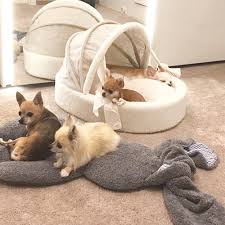 Hunde Betten Kuschelsacke Hohlen Decken Felledecken Gunstig Kaufen