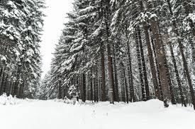 Winter Forest Covered With Snow Free Stock Photo Picjumbo Illustration of winter forest skyline seamless pattern with snowfall. winter forest covered with snow free