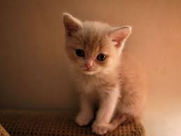 This guide will not include all of them, but only a sample of possible combinations. British Shorthair Kittens White And Cream Novocom Top