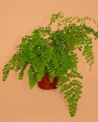 Image result for Adiantum comorense