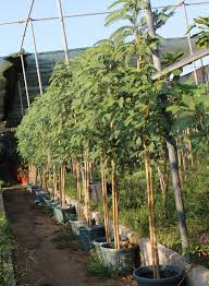 Image result for Sesbania grandiflora