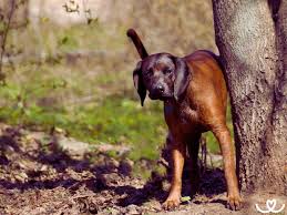 Image result for bavorský barvář