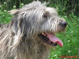 We did not find results for: Adottato Gigio Rarissimo Pastore Fonnese Della Sardegna Nuove Foto Iolibero
