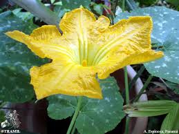Image result for Cucurbita moschata