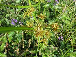 Image result for Cyperus pectinatus