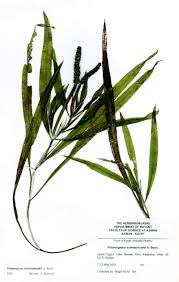 Image result for Potamogeton richardii