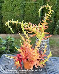 Image result for Crassula capitella