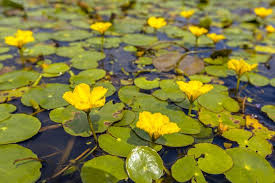 Seekanne Nymphoides Peltata In 2020 Gartenteich Bepflanzen Wasserpflanzen Pflanzen
