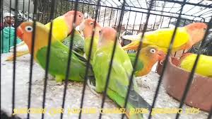 Love Birds Price In Pakistan Olx Sunday Market Video 2020 In Urdu Hindi Youtube