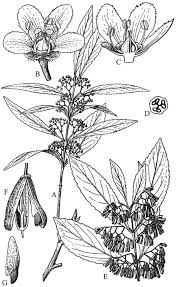 Image result for Hippocratea apocynoides