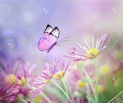 Maybe you would like to learn more about one of these? Beautiful Butterfly And Pink Flowers Summer Background Stock Photo Picture And Royalty Free Image Image 112535295