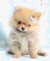 The history of the chihuahua is fascinating. Pomeranian Chihuahua Teacup Puppies Pets Lovers