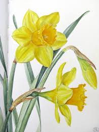 Botanical Sketches And Other Stories Daffodil Days Botanical Painting Flower Drawing Botanical Art