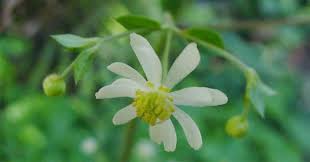 Image result for Anemone transvaalensis